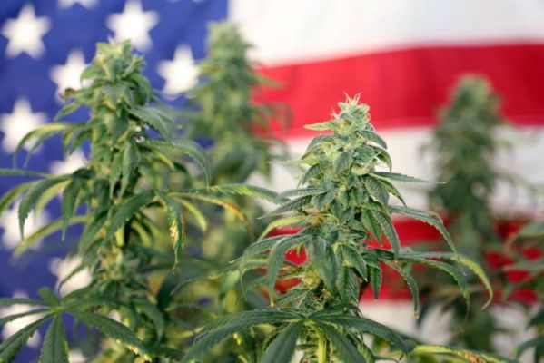 Legalizing Marijuana | The MORE Act Cannabis Bill